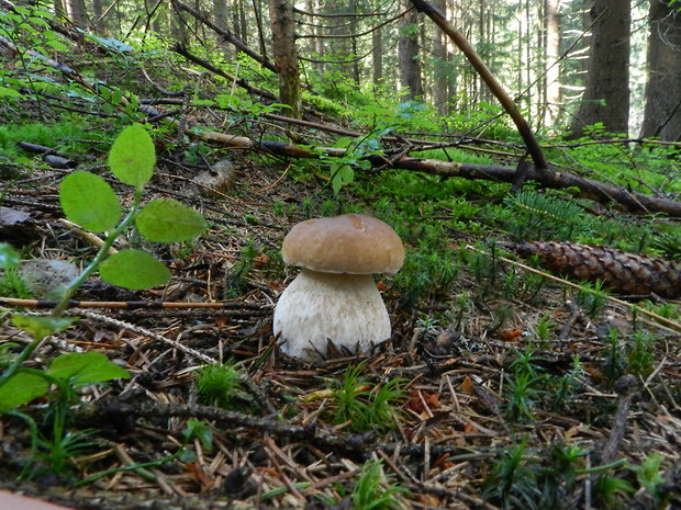 hríb smrekový Boletus edulis Bull.