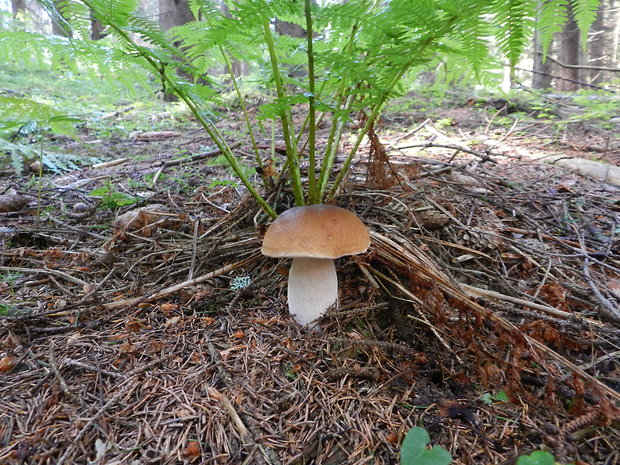 hríb smrekový Boletus edulis Bull.