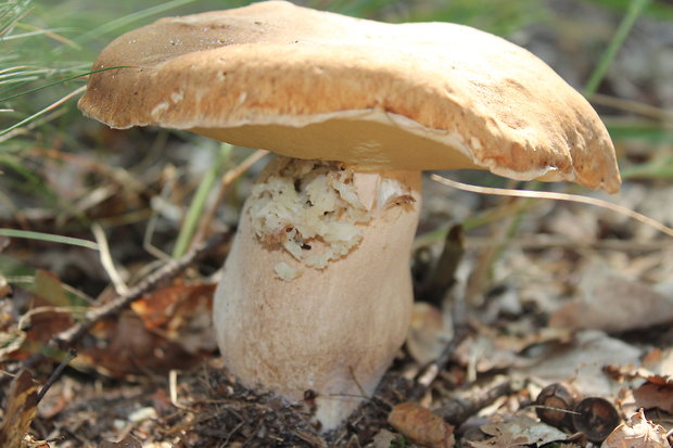 hríb dubový Boletus reticulatus Schaeff.