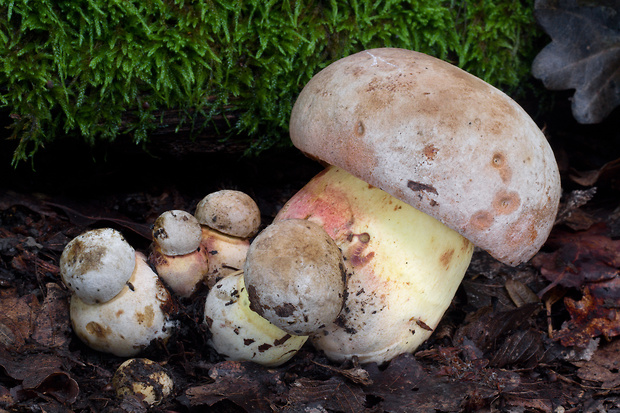 hríb striebristý Butyriboletus fechtneri (Velen.) D. Arora & J.L. Frank