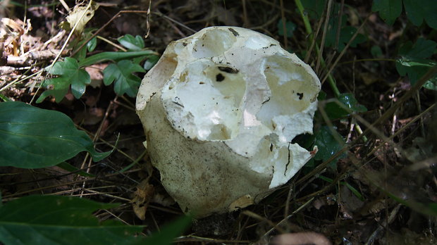 vatovec obrovský Calvatia gigantea (Batsch) Lloyd