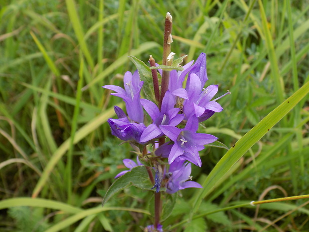 zvonček klbkatý Campanula glomerata agg. L.