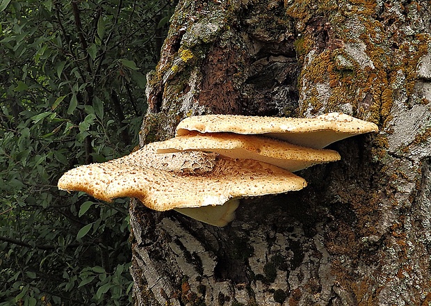 trúdnik šupinatý Cerioporus squamosus (Huds.) Quél.