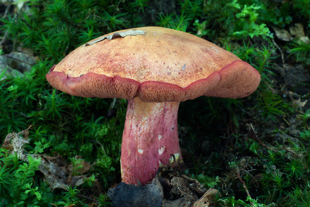 rubínovec obyčajný Chalciporus rubinus (W.G. Sm.) Singer