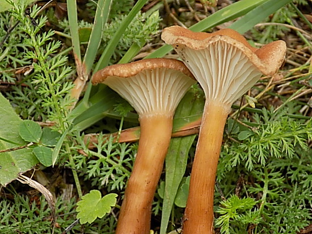 strmuľka rebernatá Clitocybe costata