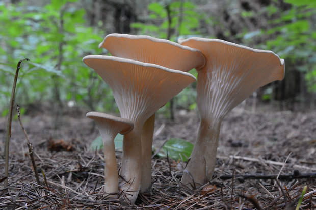 strmuľka lievikovitá Clitocybe gibba (Pers.) P. Kumm.