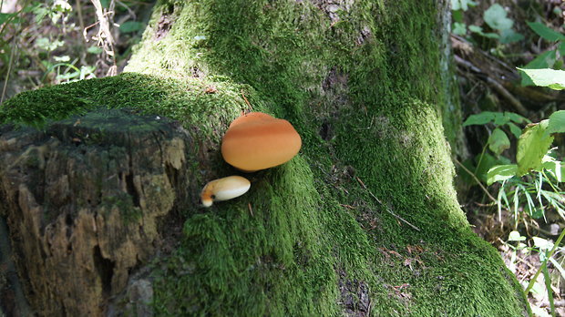 pečeňovec dubový Fistulina hepatica (Schaeff.) With.