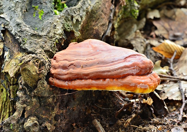 lesklokôrovka obyčajná Ganoderma lucidum (Curtis) P. Karst.