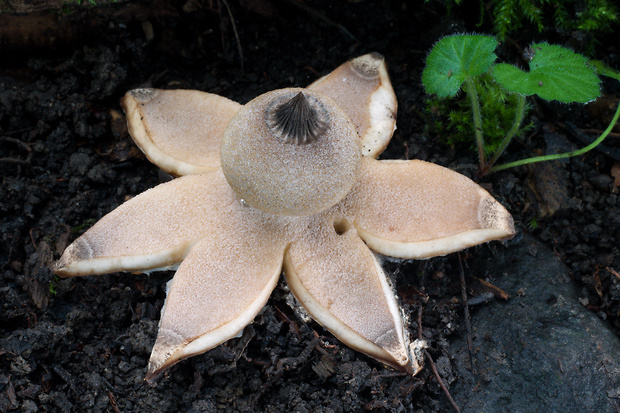 hviezdovka Berkeleyova Geastrum berkeleyi Massee