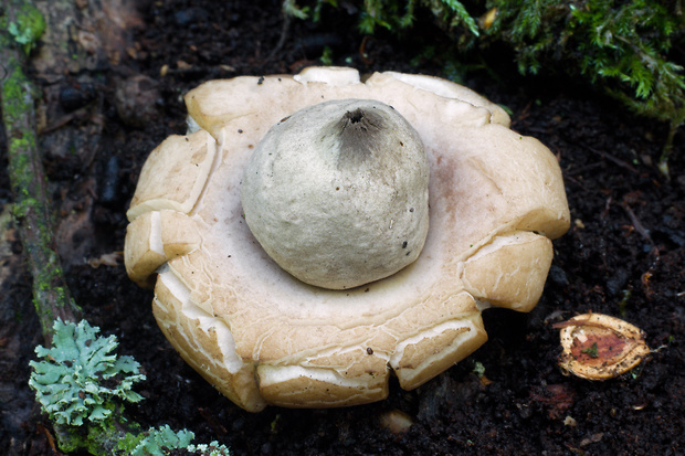 hviezdovka strapkatá Geastrum fimbriatum Fr.