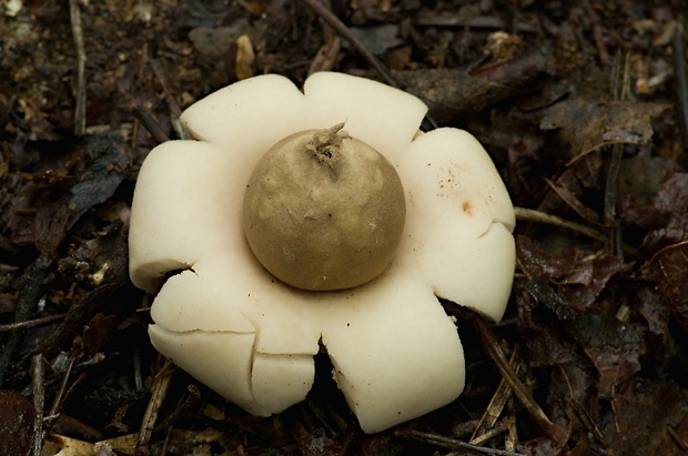 hviezdovka strapkatá Geastrum fimbriatum Fr.