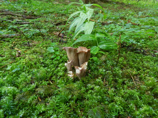 lievikovec kyjakovitý Gomphus clavatus (Pers.) Gray