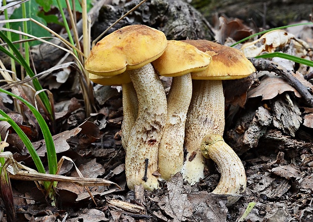 kozák žltopórový Leccinellum crocipodium (Letell.) Della Maggiora & Trassinelli