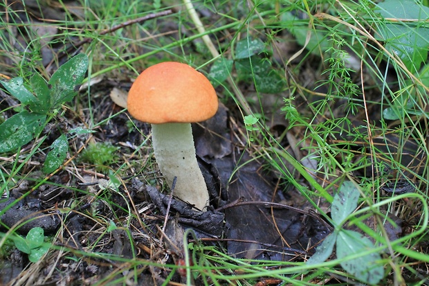 kozák osikový Leccinum albostipitatum den Bakker & Noordel.