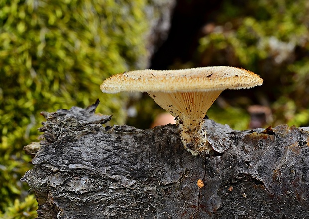 húževnatec voňavý Lentinus suavissimus Fr.