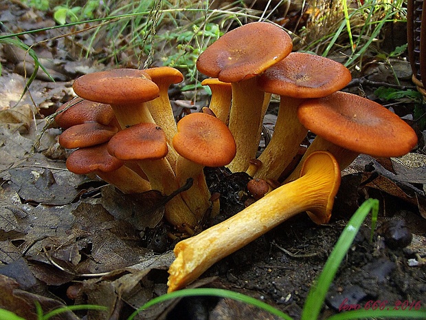 kališník hnedooranžový Omphalotus olearius (DC.) Singer