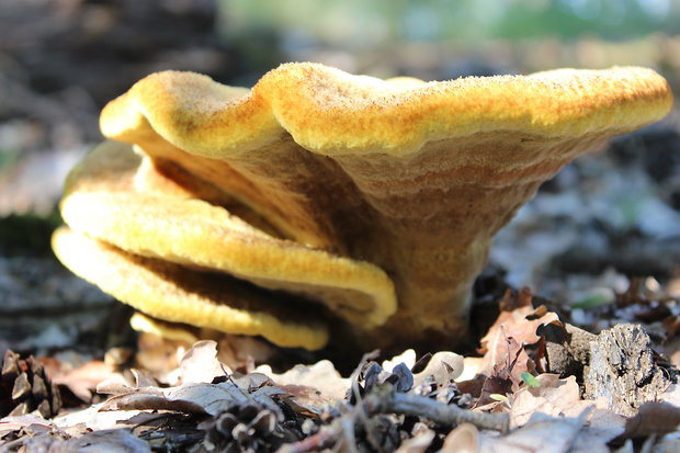 hnedák Schweinitzov Phaeolus schweinitzii (Fr.) Pat.