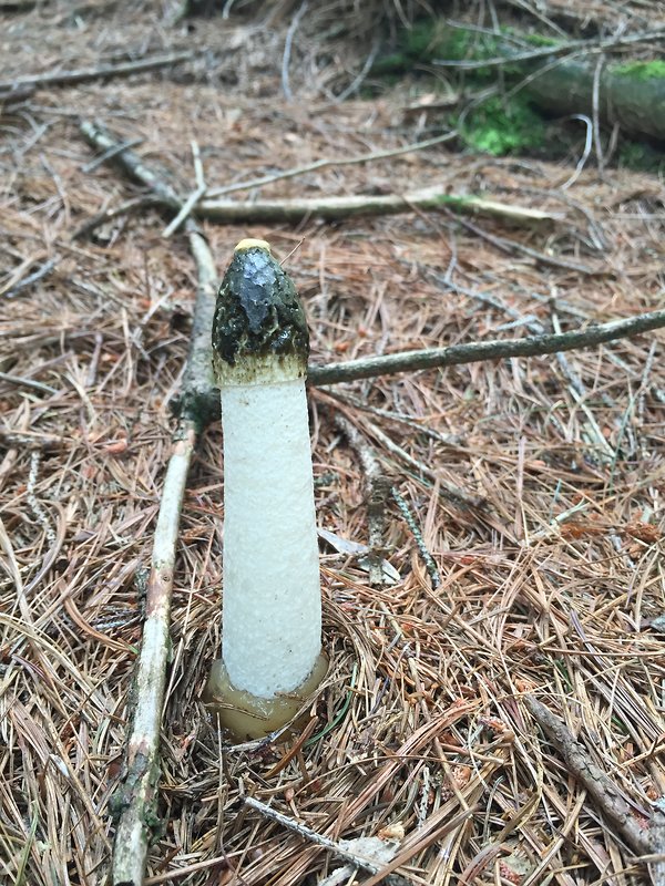 hadovka smradľavá Phallus impudicus L.