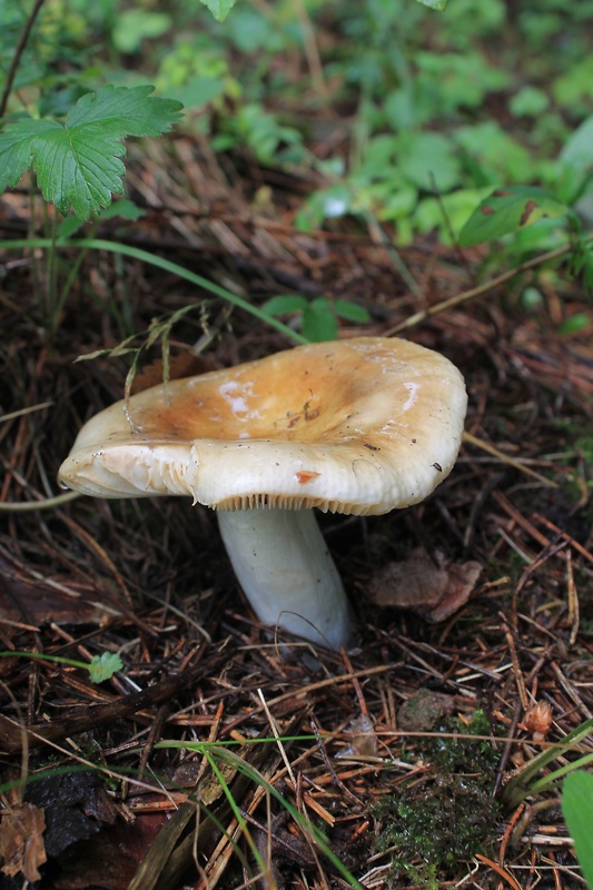 plávka Russula sp.