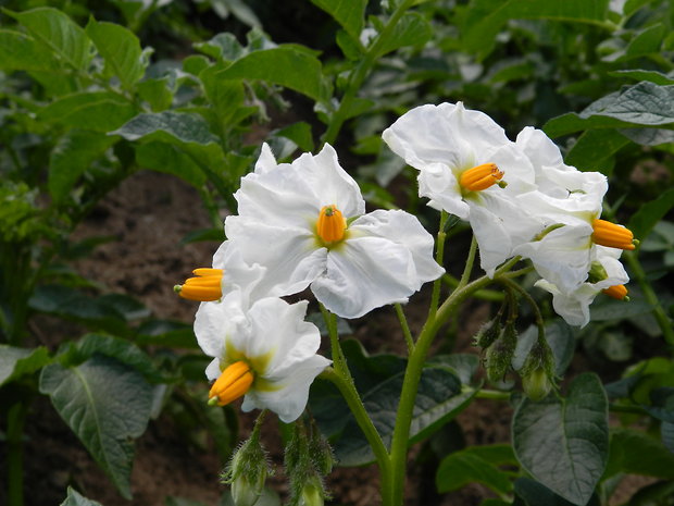 kvet zemiaka Solanum tuberosum L.