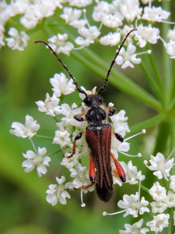 fuzáč  Stenopterus rufus