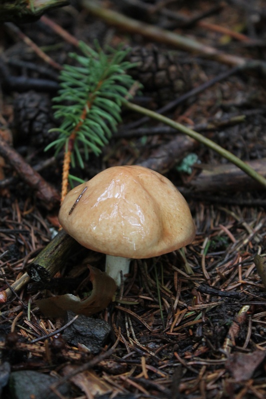 masliak zrnitý Suillus granulatus (L.) Roussel