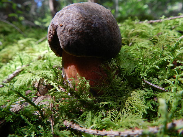 hríb zrnitohlúbikový Sutorius luridiformis (Rostk.) G. Wu & Zhu L. Yang