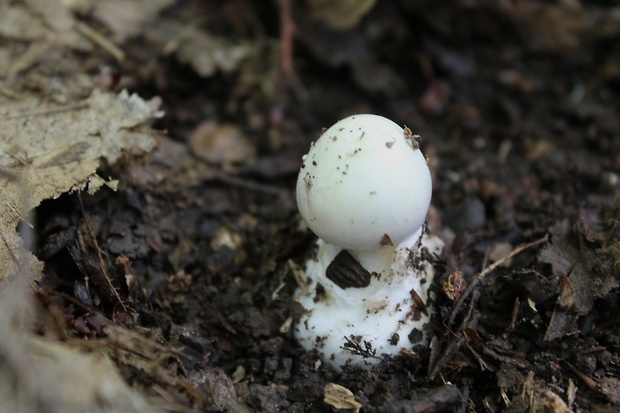 muchotrávka zelená biela Amanita phalloides var. alba Costantin & L.M. Dufour