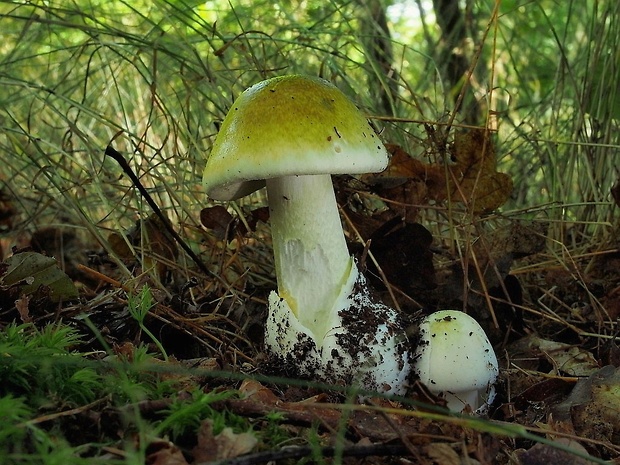 muchotrávka zelená Amanita phalloides (Vaill. ex Fr.) Link