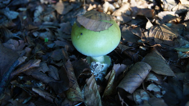 muchotrávka zelená Amanita phalloides (Vaill. ex Fr.) Link