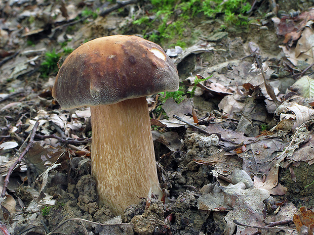 hríb bronzový Boletus aereus Bull. ex Fr.