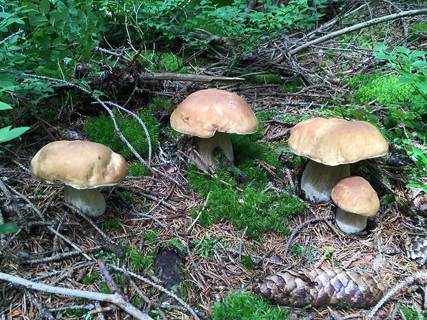 hríb smrekový Boletus edulis Bull.