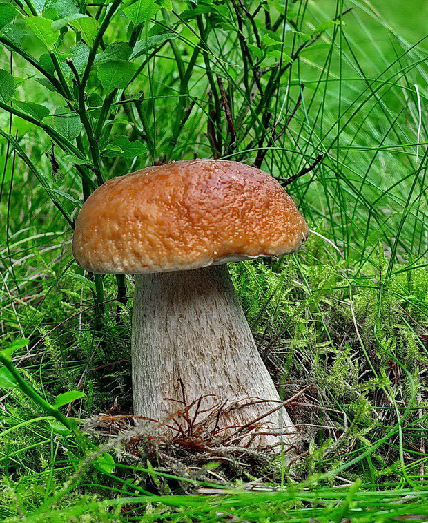 hríb smrekový Boletus edulis Bull.