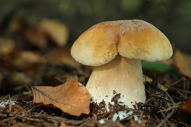 hríb smrekový Boletus edulis Bull.