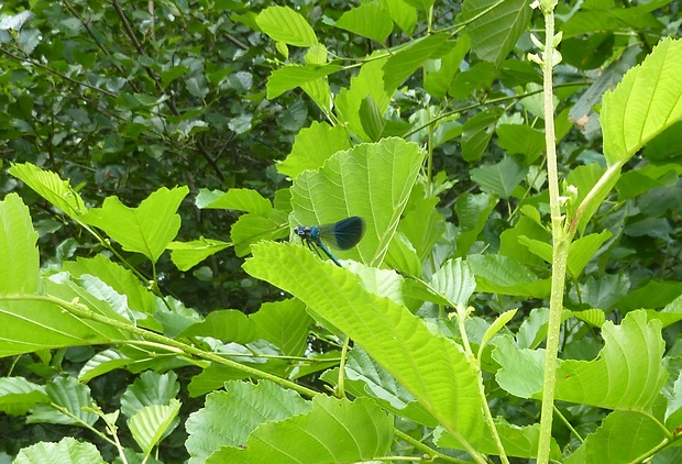 hadovka lesklá Calopteryx splendens