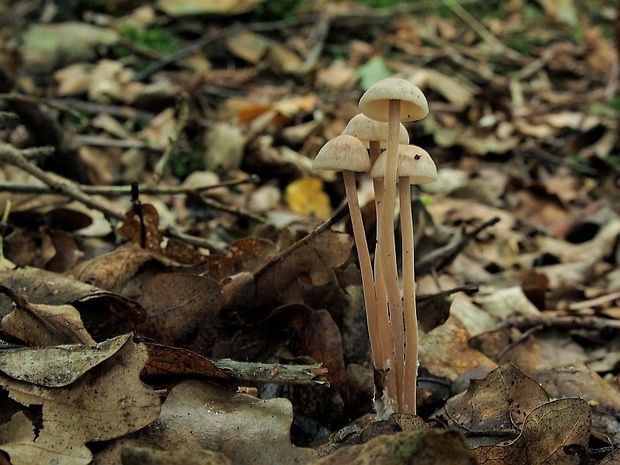 peniazovka trsovitá Gymnopus confluens (Pers.) Antonín, Halling & Noordel.