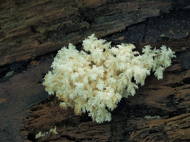 koralovec bukový Hericium coralloides (Scop.) Pers.