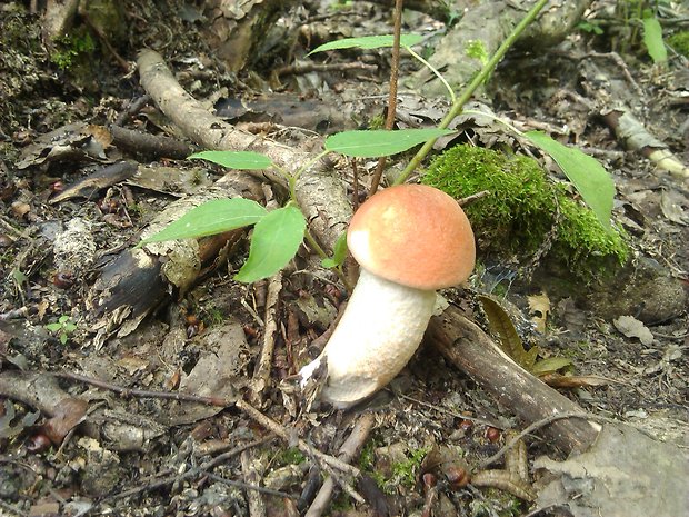 kozák osikový Leccinum albostipitatum den Bakker & Noordel.