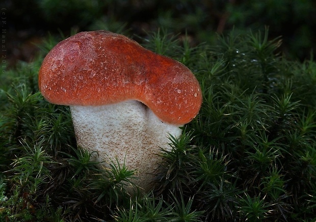 kozák dubový Leccinum aurantiacum (Bull.) Gray