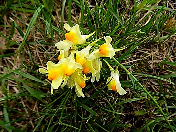 pyštek obyčajný Linaria vulgaris Mill.