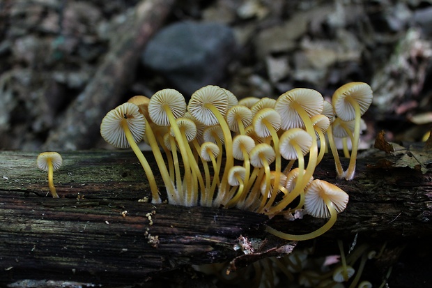 prilbička žltohlúbiková Mycena renati Quél.