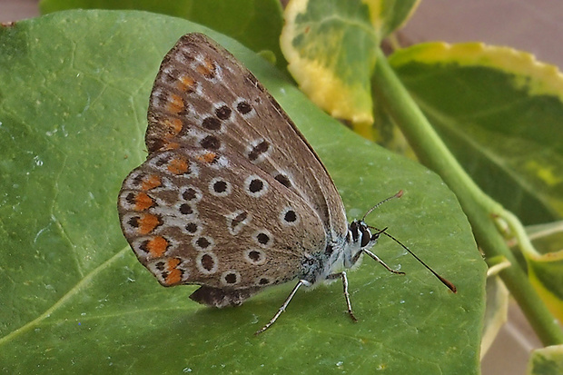 modráčik obyčajný (sk) / modrásek jehlicový (cz)  Polyommatus icarus  ( Rottemburg, 1775) - samička