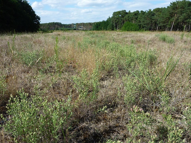 skorocelovec piesočný Psyllium arenarium (Waldst. et Kit.) Mirb.