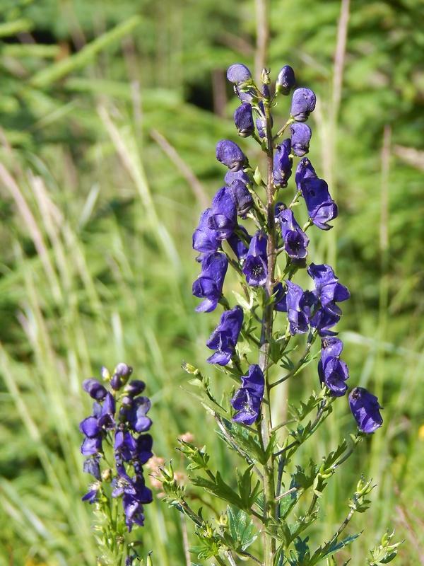 prilbica tuhá    Aconitum firmum Rchb.