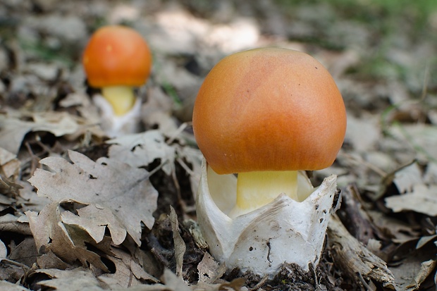 muchotrávka cisárska Amanita caesarea (Scop.) Pers.