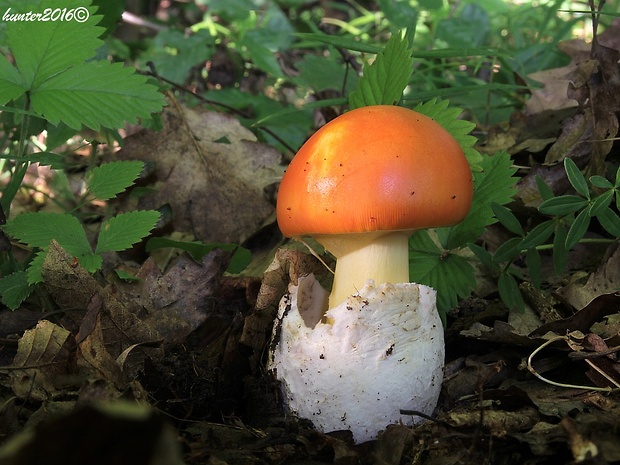 muchotrávka cisárska Amanita caesarea (Scop.) Pers.