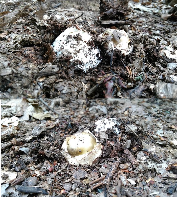 muchotrávka zelená Amanita phalloides (Vaill. ex Fr.) Link