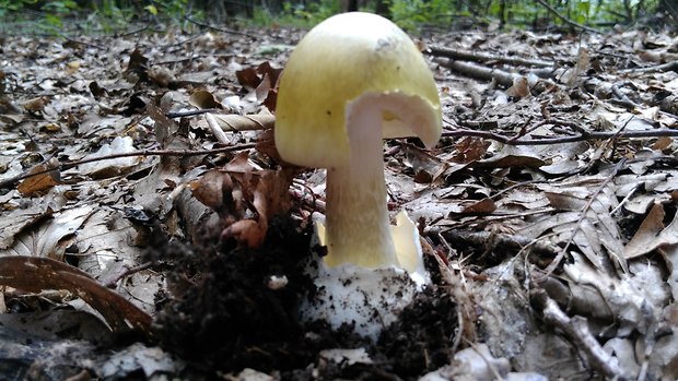 muchotrávka zelená Amanita phalloides (Vaill. ex Fr.) Link