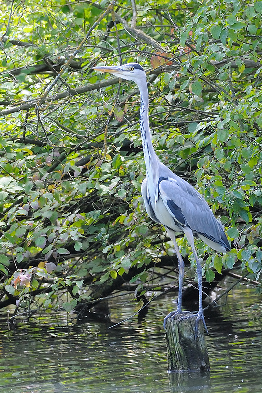 volavka popolavá Ardea cinerea