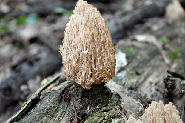 strapačka spriamená Artomyces pyxidatus (Pers.) Jülich